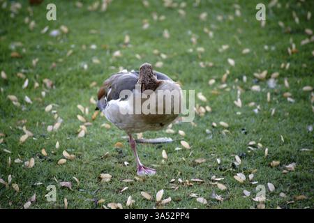 Primo piano di un'oca dormiente del Nilo Foto Stock