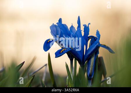 Iris reticulata "Harmony" blu cielo che cresce in giardino. Nana blu che coltiva Iris in fiore in primavera. Messa a fuoco morbida. Messa a fuoco selettiva. Foto Stock