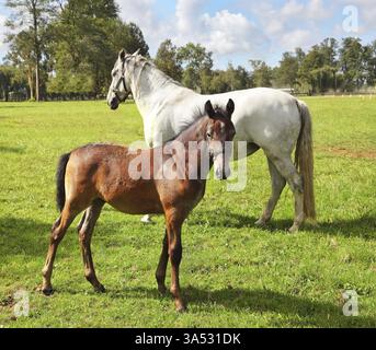 Cavallo bianco con la sua baia colt su prato verde. Scuola di equitazione e allevamento di cavalli purosangue Foto Stock