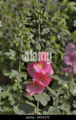 Fiori rosa su uno stelo alto in un'erba verde Foto Stock