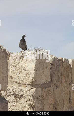 Cammina lungo le mura dell'antica Gerusalemme. Per questo corvo un muro - il posto per le vacanze Foto Stock