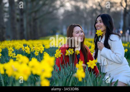 Londra, Regno Unito, 20 marzo 2025, Equinox primaverile e il tempo primaverile arrivarono regolarmente con il 21.3c a Northolt a nord-ovest di Londra. C'era molta gente che si godeva il sole a St James Park, dove i narcisi e la fioritura erano in fiore. Kim e Tou si godono il sole primaverile., Andrew Lalchan Photography/Alamy Live News Foto Stock