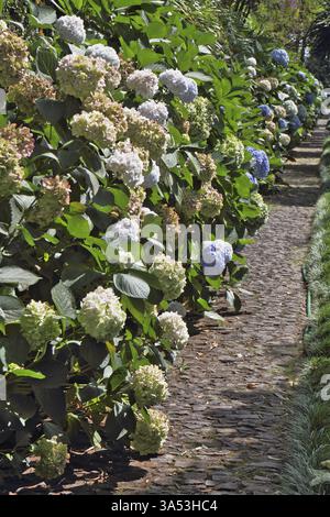 Lussureggianti arbusti fioriti lungo i sentieri pedonali. Incantevole parco sull'isola di Madeira - Monte Palace Tropical Garden Foto Stock