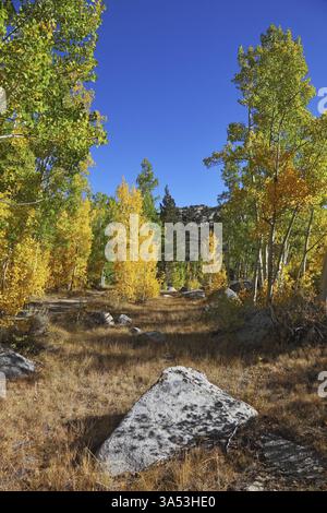 Bellissimo paesaggio autunnale - gli alberi di giallo, verde e foglie di colore arancione Foto Stock