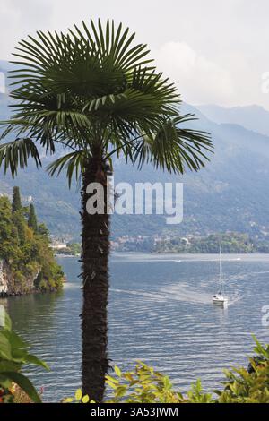 Lago di Como nella foschia nebbiosa. Magnifico albero nel parco sulla riva - Villa Balbianella Foto Stock
