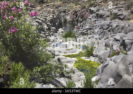 Canyon con pareti di basalto tagliate e un ruscello che si asciuga sul fondo Foto Stock