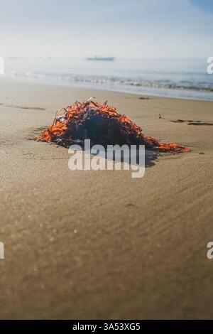 Uno scatto ravvicinato di un mazzo di arancio vibrante e alghe scure bagnate a riva su una spiaggia di sabbia soleggiata. L'oceano si estende in lontananza con un fai Foto Stock