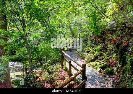 Percorso a piedi lungo il fiume Shiratani nella gola Shiratani Unsuikyo, Yakushima, Kyushu, Giappone Foto Stock