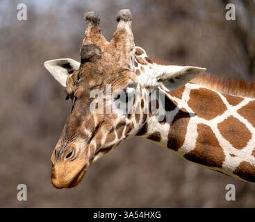 Sguardo aggraziato – Ritratto di giraffa in primo piano nello zoo Foto Stock