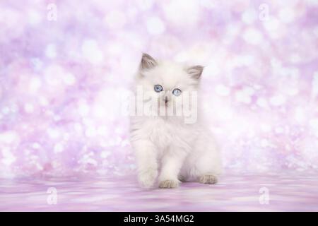 Gattino di Ragdoll Foto Stock
