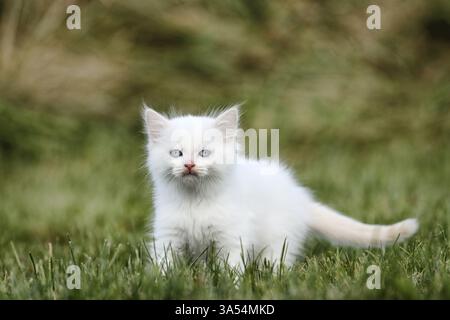 Gattino di Ragdoll Foto Stock