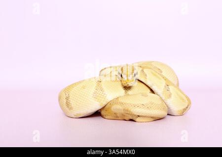 palla python banana pastello Foto Stock