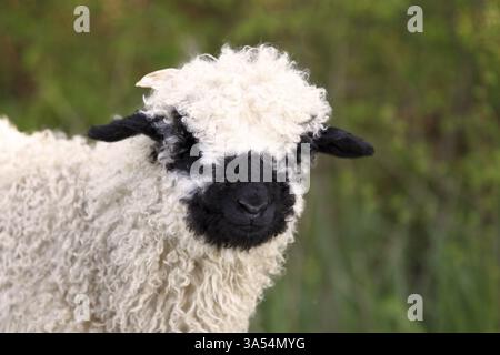 Vallese Blacknose agnello Foto Stock