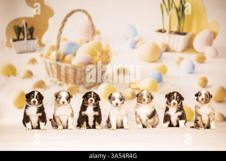 Pastore australiano cuccioli Foto Stock