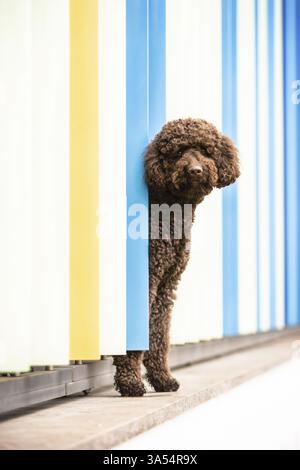 Labradoodle Foto Stock