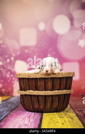 Pastore australiano cucciolo Foto Stock