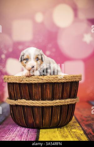 Pastore australiano cucciolo Foto Stock