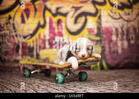 Pastore australiano cucciolo Foto Stock
