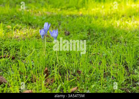 Herbst-Zeitlose Colchicum autumnale, Trinitatisfriedhof, Riesa, Sachsen, Deutschland *** Autunno senza tempo Colchicum autumnale , Trinitatisfriedhof, Rie Foto Stock