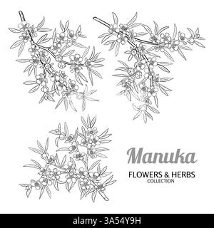 Illustrazione della diramazione di Manuka con profilo floreale. Illustrazione Vettoriale