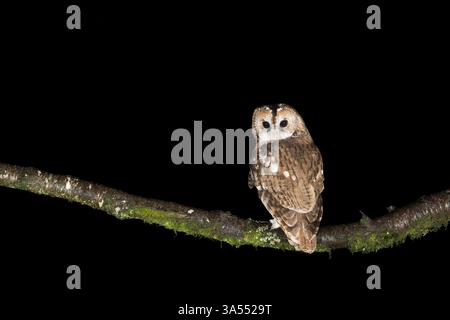 Tawny Owl, Dumfire & Galloway, Scozia Foto Stock