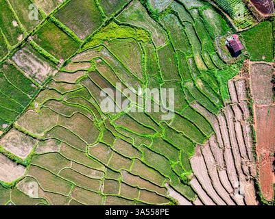 Vista aerea delle risaie, Thailandia Foto Stock