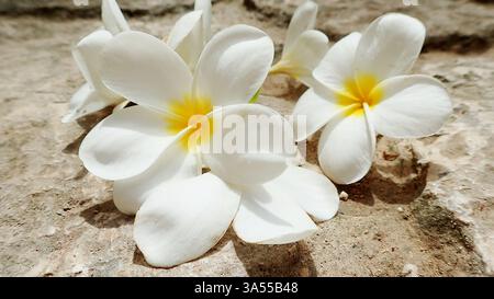 Plumerias al sole in Messico Foto Stock