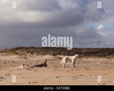 I cani giocano e amano la spiaggia di Northumberland nel Regno Unito Foto Stock