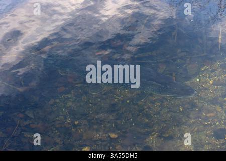 Northern Pike (Esox lucius) Norfolk gennaio 2025 Foto Stock