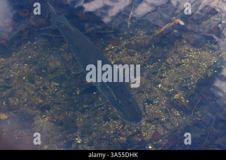 Northern Pike (Esox lucius) Norfolk gennaio 2025 Foto Stock