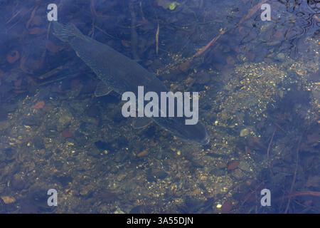 Northern Pike (Esox lucius) Norfolk gennaio 2025 Foto Stock