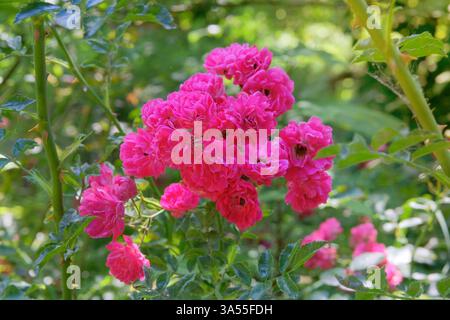 Fiori di rosa su un bel cespuglio. Giardino di fiori in estate. Rose aromatiche di corallo sullo sfondo in giardino. Giardino del cottage. Foto Stock