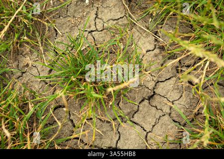 Erba verde che cresce su terreni asciutti incrinati, vista dall'alto Foto Stock
