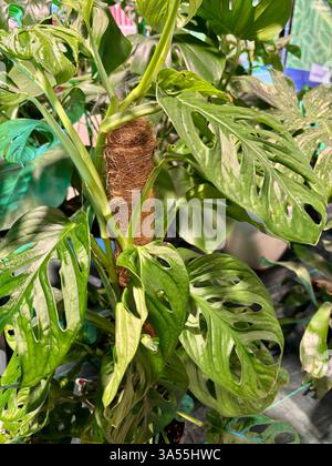 Monstera deliciosa in un vivaio. Pianta decorativa. Concetto di giardinaggio domestico. Foto Stock