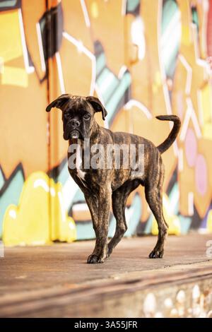 Pugile tedesco adulto Foto Stock