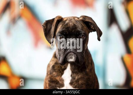 Pugile tedesco adulto Foto Stock