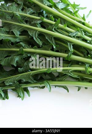 Mazzo di cicoria Catalogna o di cicoria di asparagi isolato su sfondo bianco. Verdure italiane fresche. Cibo sano e vegetariano. Copia spazio Foto Stock