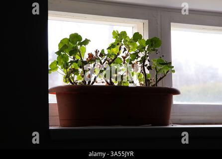 Pelargonium o gerani, pelargonium o bistecche svernanti in un luogo buio e fresco come il seminterrato o il garage. Pianta floreale con verde fresco. Foto Stock