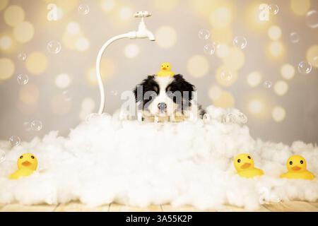 Pastore australiano cucciolo Foto Stock