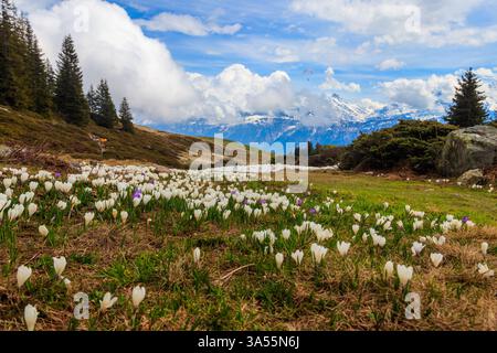 Fiori alpini di Crocus bianchi e viola selvaggi che fioriscono in primavera nelle Alpi svizzere. Niederhorn, Svizzera. Splendido paesaggio montano della Svizzera con Foto Stock
