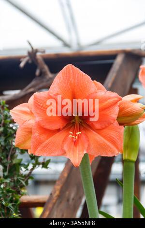 Bel fiore rosso amaryllis. Grande ippeastro fiorito Foto Stock
