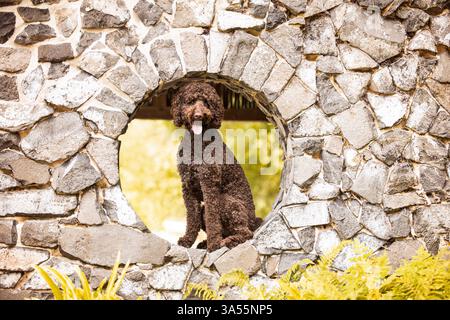 Labradoodle Foto Stock
