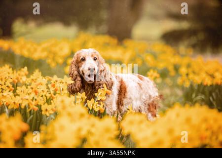 English Cocker Spaniel Foto Stock