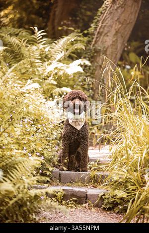 Labradoodle Foto Stock