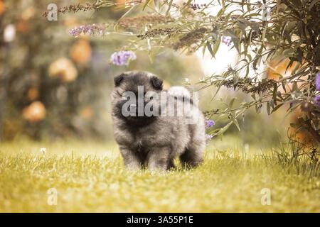 Cucciolo di Keeshond Foto Stock