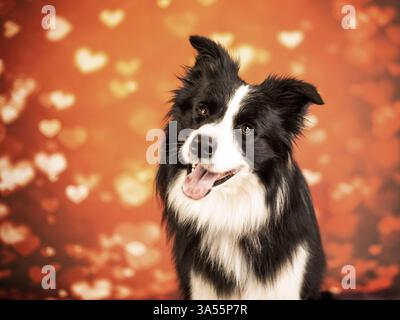 Collie di bordo Foto Stock