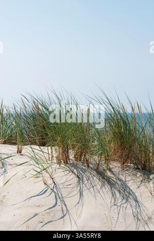 Erba verde alta su una duna sabbiosa che ondeggia in una leggera brezza di fronte alla costa del mar baltico. Un cielo blu incontra l'orizzonte, motivi sulla sabbia Foto Stock