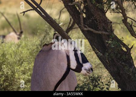Primo piano di una Gemsbok (gazzella Oryx) in piedi sotto un albero che guarda lateralmente Foto Stock