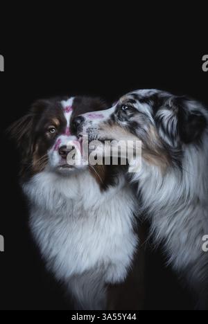 Australian Shepherds Foto Stock