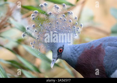 Victoria incoronata piccione (Goura victoria) nativa della nuova Guinea - prigioniera Foto Stock